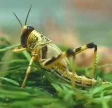 [Hearth.com] locust what does it look like