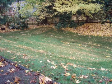 [Hearth.com] My love/hate relationship with trees...
