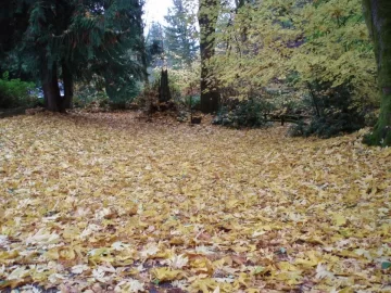 [Hearth.com] My love/hate relationship with trees...