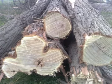 [Hearth.com] Black or Honeylocust