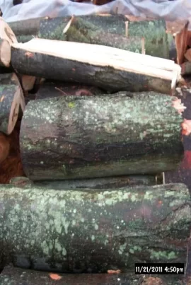 [Hearth.com] Scrounge Wood ID
