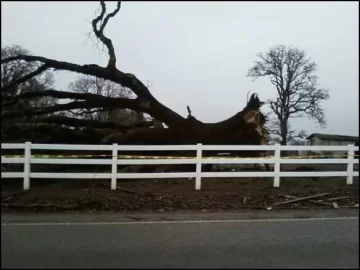 [Hearth.com] 7th Load of Aumsville, Oregon Tornado Scrounge