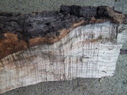wood id please (with new pictures)
