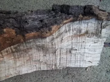 [Hearth.com] wood id please (with new pictures)