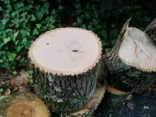 [Hearth.com] Wood ID