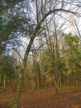 [Hearth.com] Son of A Birch