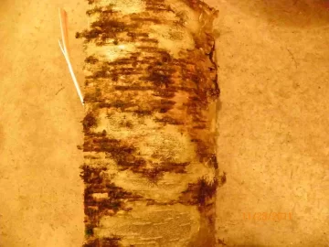 [Hearth.com] Birch Identification