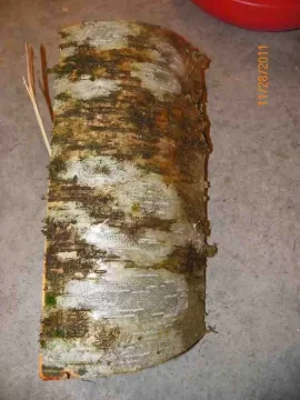 [Hearth.com] Birch Identification