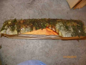 [Hearth.com] Birch Identification