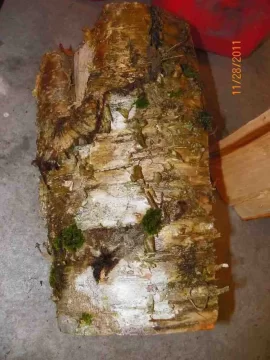[Hearth.com] Birch Identification