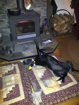[Hearth.com] New season - pets enjoying the fire