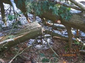 [Hearth.com] Hemlock Down!