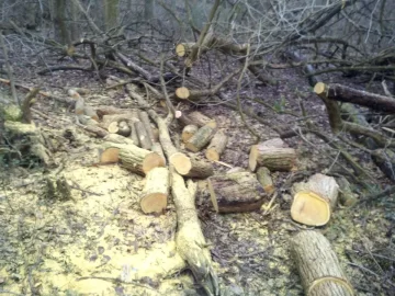 [Hearth.com] Load of Hedge (Osage)