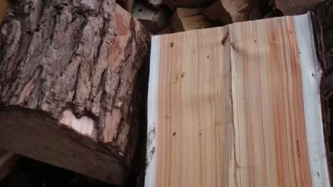 [Hearth.com] wood ID