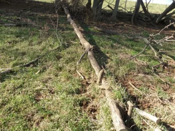 [Hearth.com] Black Locust Today, Cherry Tomorrow