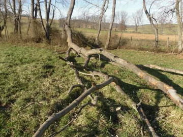 [Hearth.com] Black Locust Today, Cherry Tomorrow
