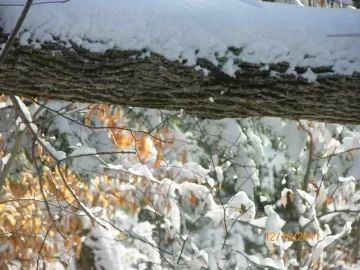 [Hearth.com] Tree I.D.
