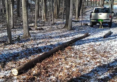 [Hearth.com] Nice day today .. small ash deadfalls