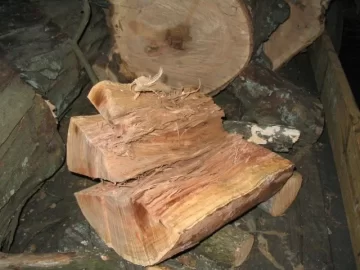 [Hearth.com] very stringy Shagbark Hickory