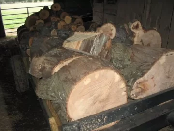 [Hearth.com] very stringy Shagbark Hickory