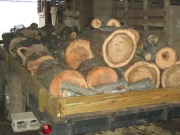 [Hearth.com] very stringy Shagbark Hickory