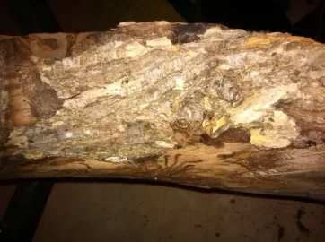 [Hearth.com] these are photos of the scrounge I am trying to ID