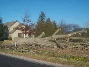 [Hearth.com] cut down a small oak
