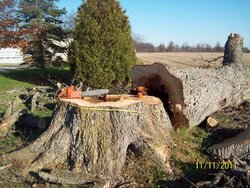 cut down a small oak