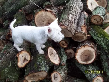 [Hearth.com] cut down a small oak