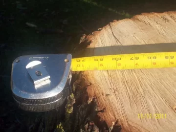 [Hearth.com] cut down a small oak