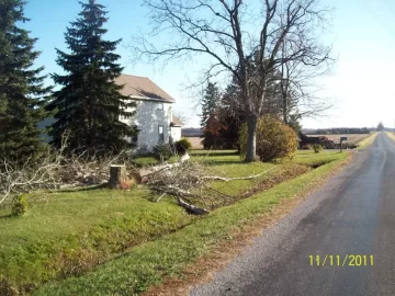 [Hearth.com] cut down a small oak