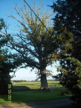 [Hearth.com] cut down a small oak