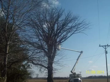 [Hearth.com] cut down a small oak