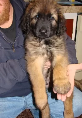 [Hearth.com] Life wasn't challenging enough. (new pup)