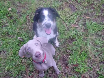 [Hearth.com] Life wasn't challenging enough. (new pup)