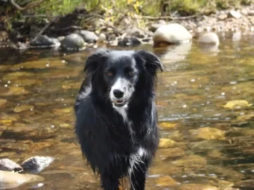 [Hearth.com] Life wasn't challenging enough. (new pup)