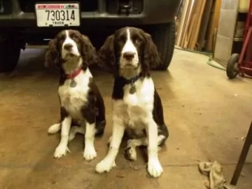 [Hearth.com] Life wasn't challenging enough. (new pup)