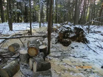 [Hearth.com] Bigtooth Aspen