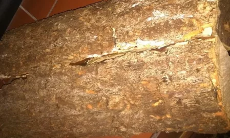 [Hearth.com] Wood ID Please