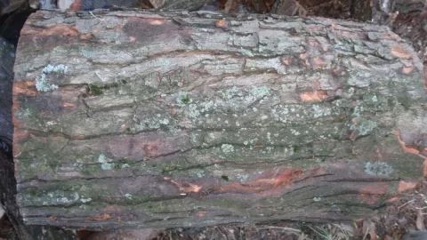 [Hearth.com] Wood ID