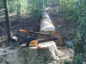 [Hearth.com] The Latest Tree