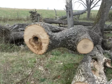[Hearth.com] What kind of Ash