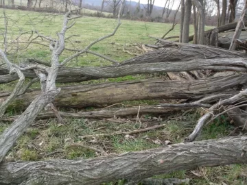 [Hearth.com] Black Locust Today, Cherry Tomorrow