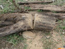 Wood moisture content amongst species....high variation?