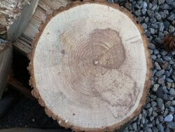 free wood ID?