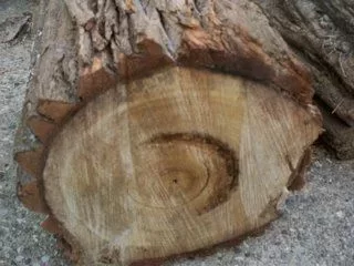 [Hearth.com] OK GUYS, WHATS THIS?