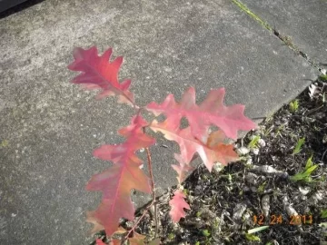 [Hearth.com] Leaf ID