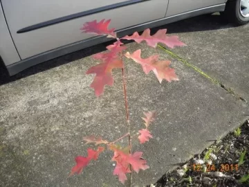 [Hearth.com] Leaf ID