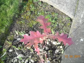 [Hearth.com] Leaf ID