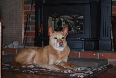 [Hearth.com] New season - pets enjoying the fire